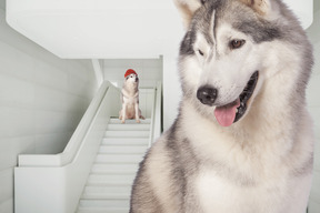 Two arctic dogs sitting in white room