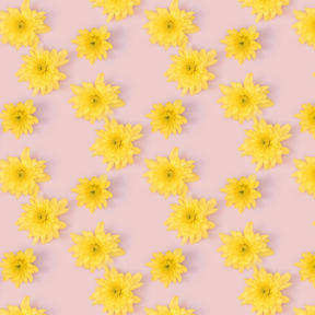 Teste di crisantemo giallo su sfondo rosa