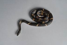 Serpiente negra rayada acostada en rondas