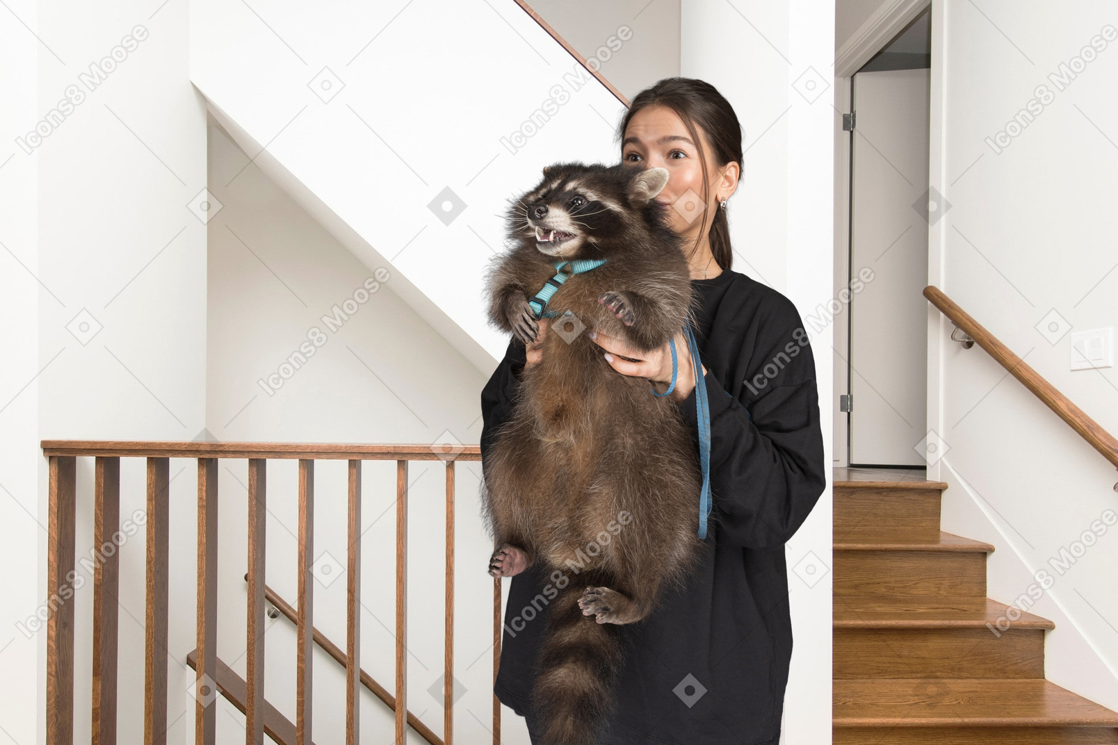 ペットのアライグマを抱く女性