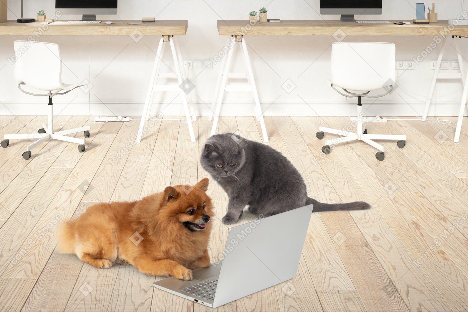 A cat and a dog looking at a laptop