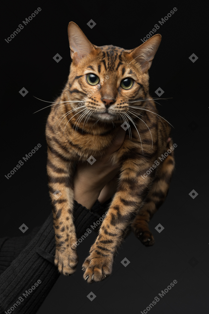 A bengal cat in human hands