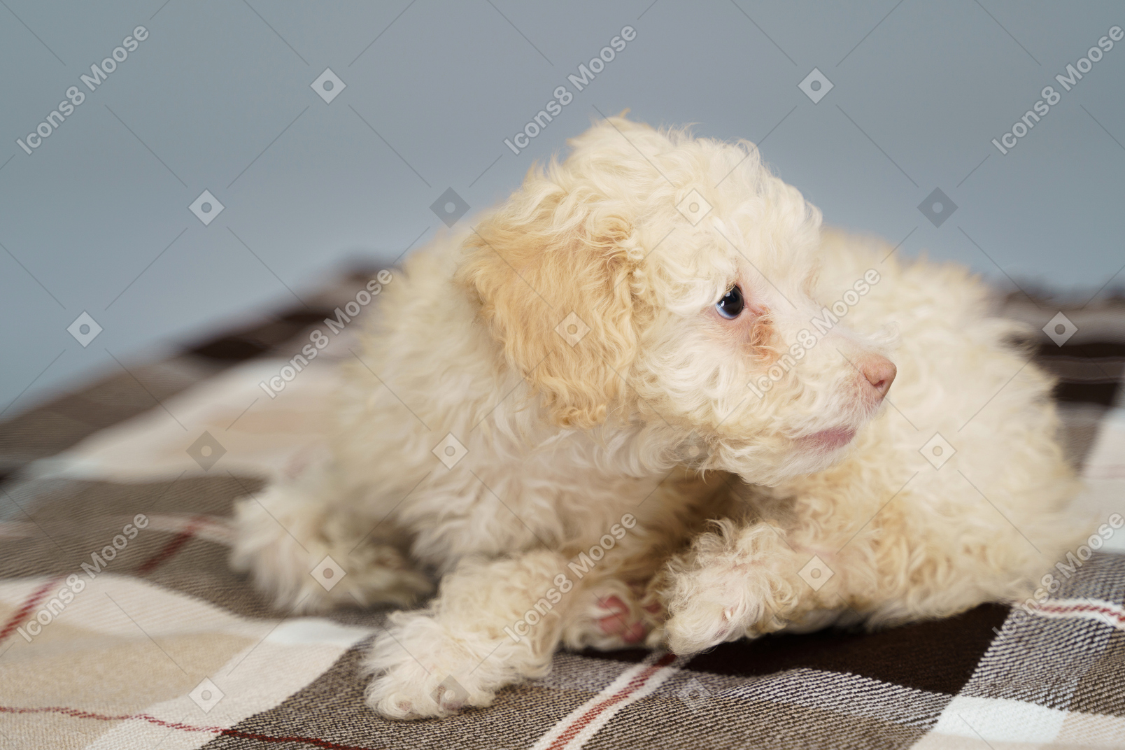 В полный рост крохотный щенок лежит на клетчатом одеяле и смотрит в сторону