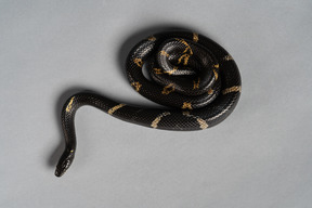 Striped black snake on grey background