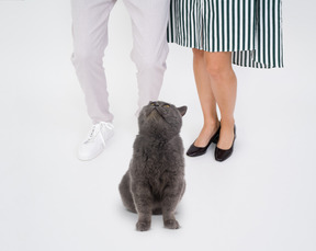 Британская короткошерстная кошка смотрит на своих хозяев