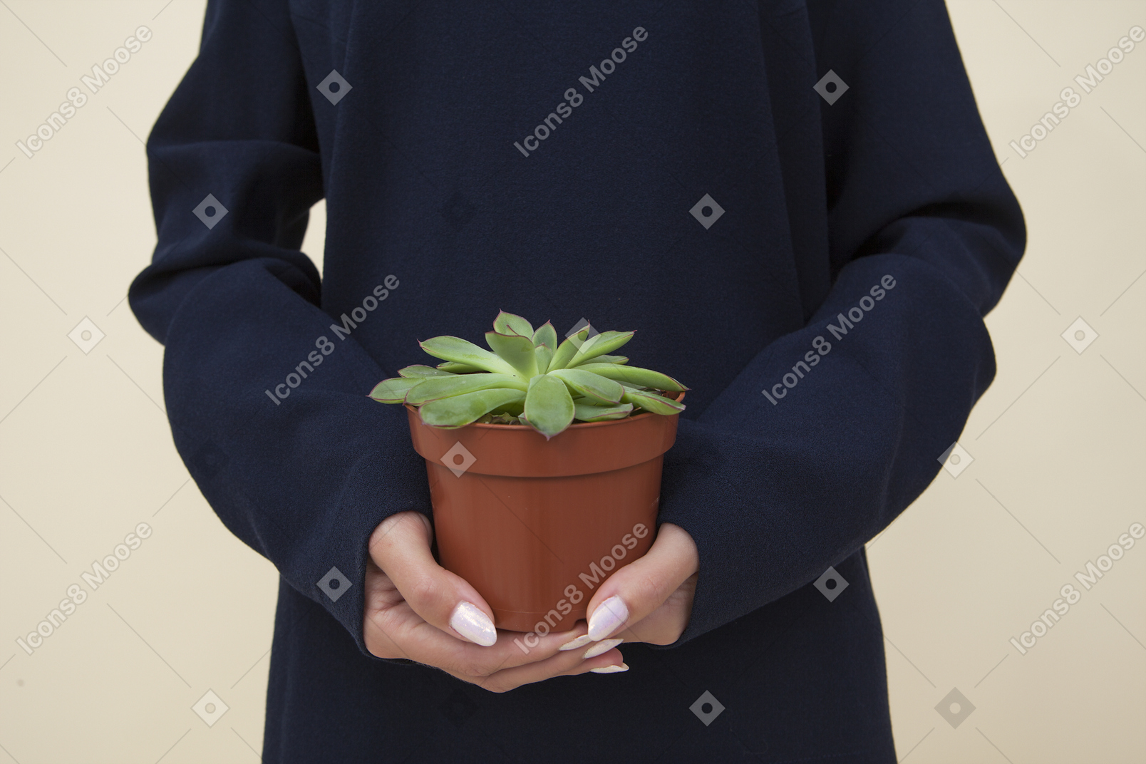 Female hands holding plant in brown pot