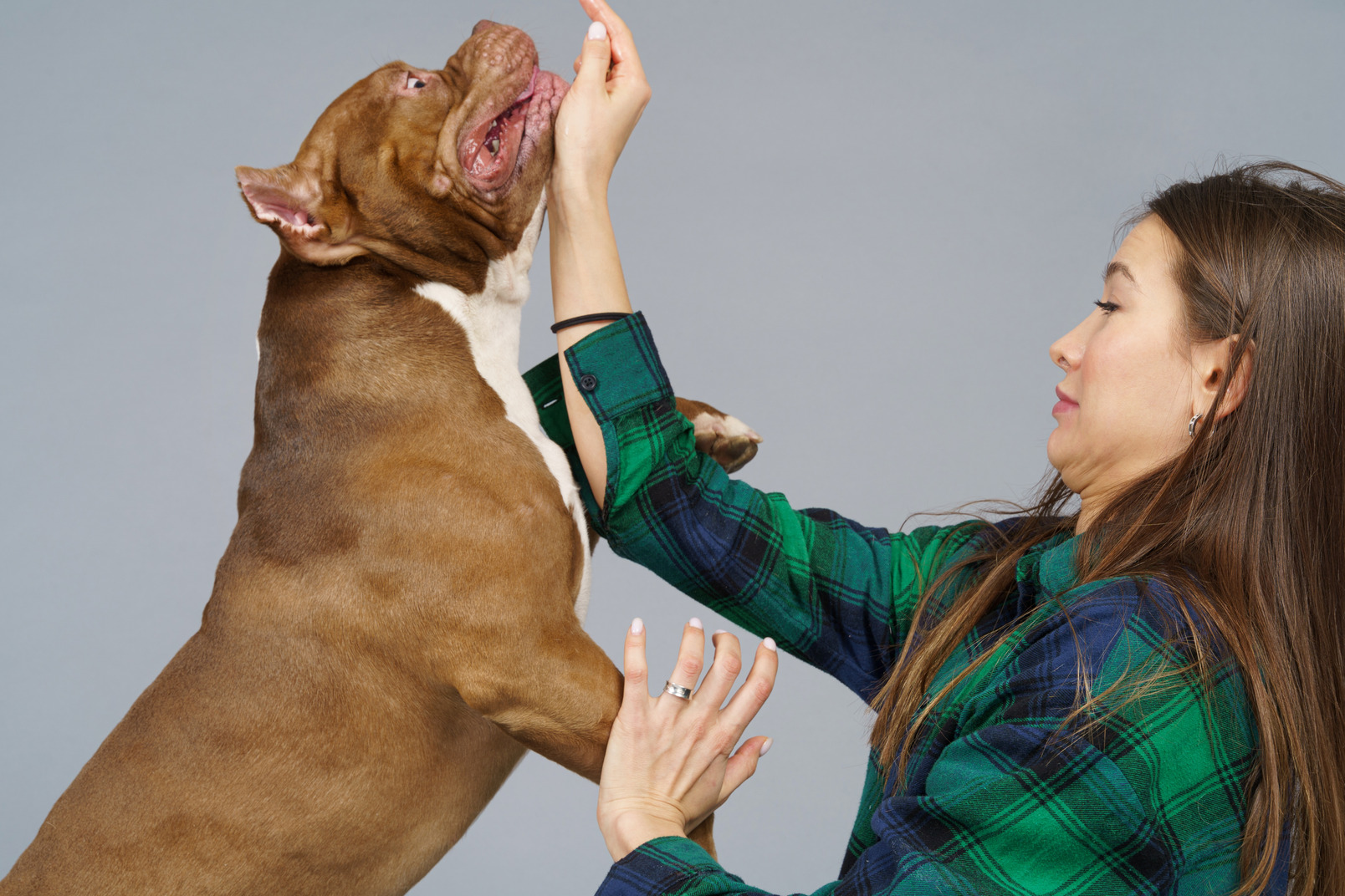 Side view of a playful bulldog and its scared female owner in checked shirt
