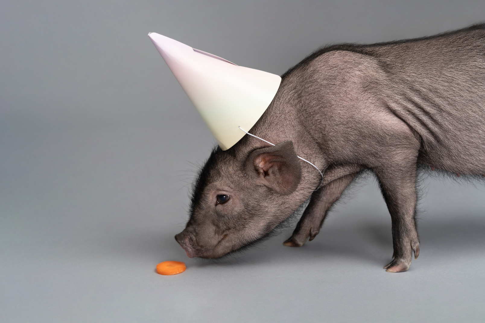 Cute miniature pig with a party hat on its head is sniffing a piece of carrot