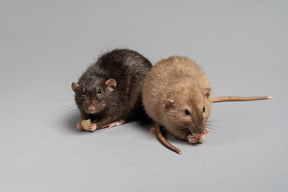 Two mice on grey background