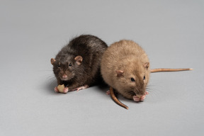 Deux souris sur fond gris