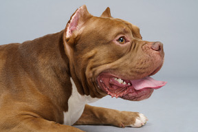 Vista frontal de un bulldog marrón acostado y mirando a un lado
