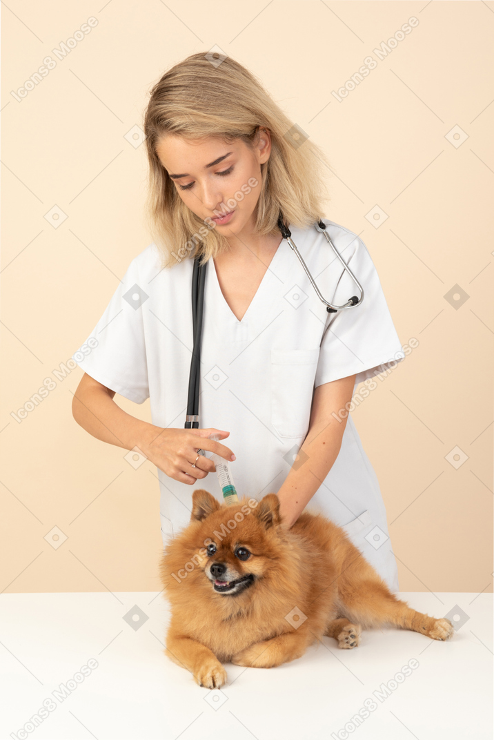 Attractive veterenarian making injection to a red spitz