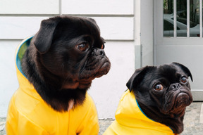Two black dogs in yellow suits