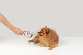 Giving water to spitz pet