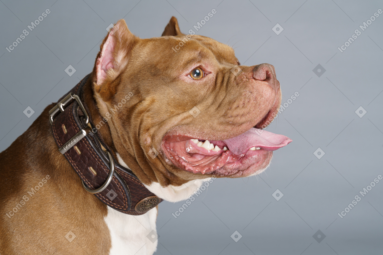 Side view of a brown bulldog wearing dog collar and looking aside