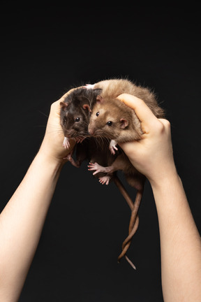 Zwei mäuse mit verwickelten schwänzen in menschlichen händen