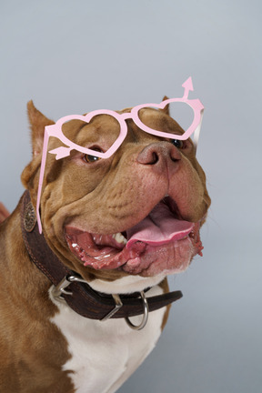 Close-up of a brown bulldog in pink heart glasses looking aside