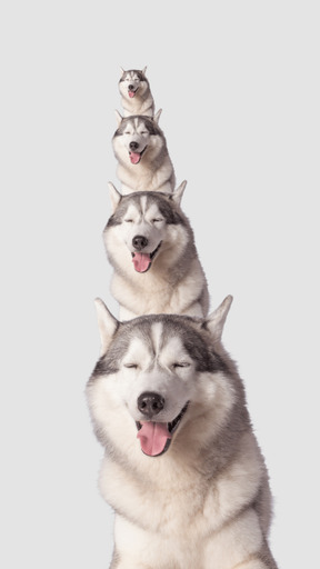 Multiple portraits of the same dog