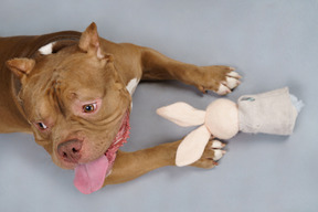 From above view of a brown bulldog with a toy bunny looking aside
