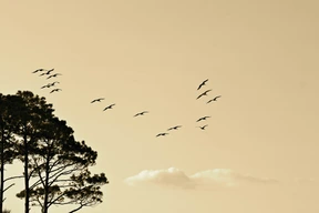 Naturaleza