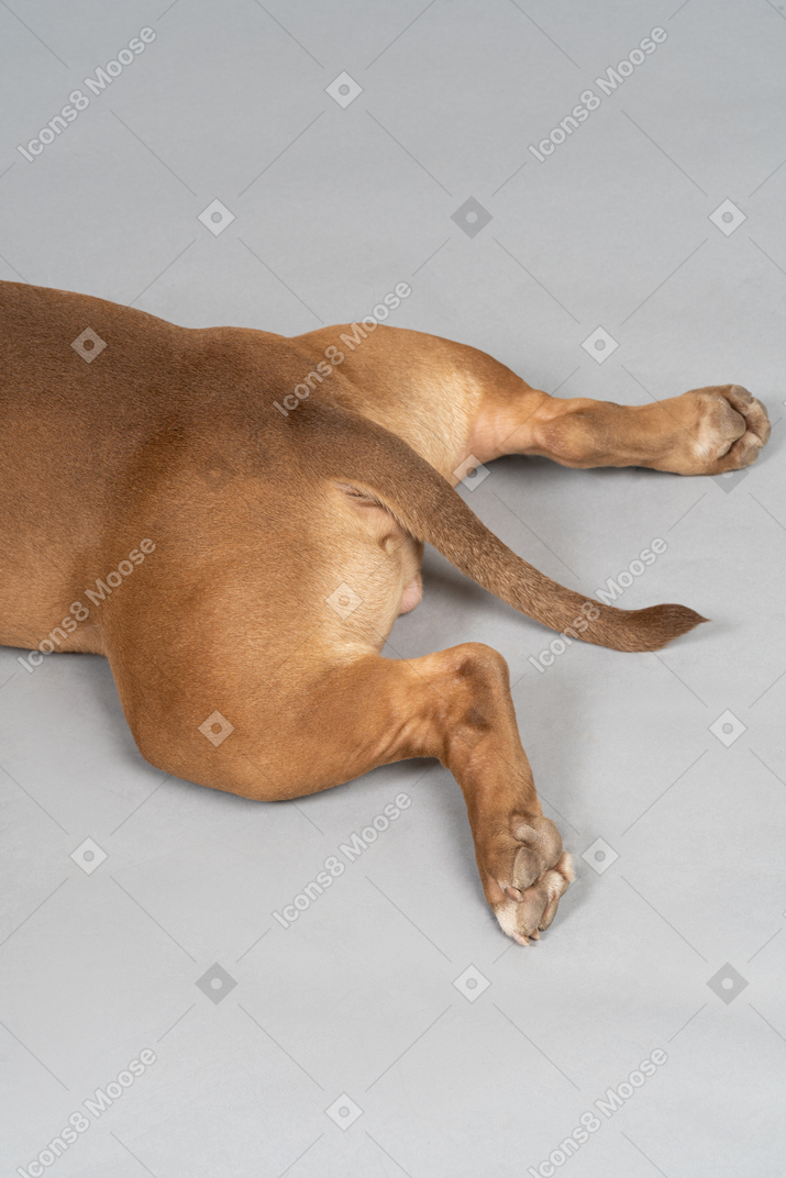 Un perro descansando