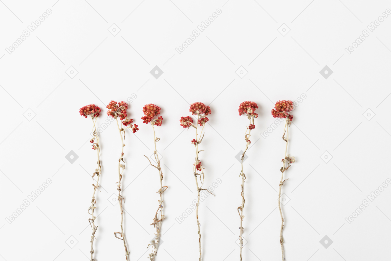 흰색 바탕에 붉은 꽃