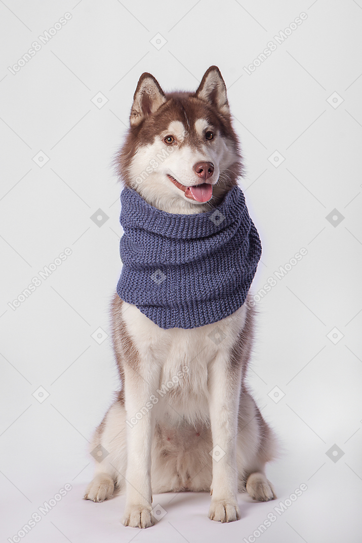 Husky dog in scarf sitting