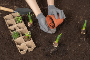 Mains humaines dans des gants mettant une plante dans le sol