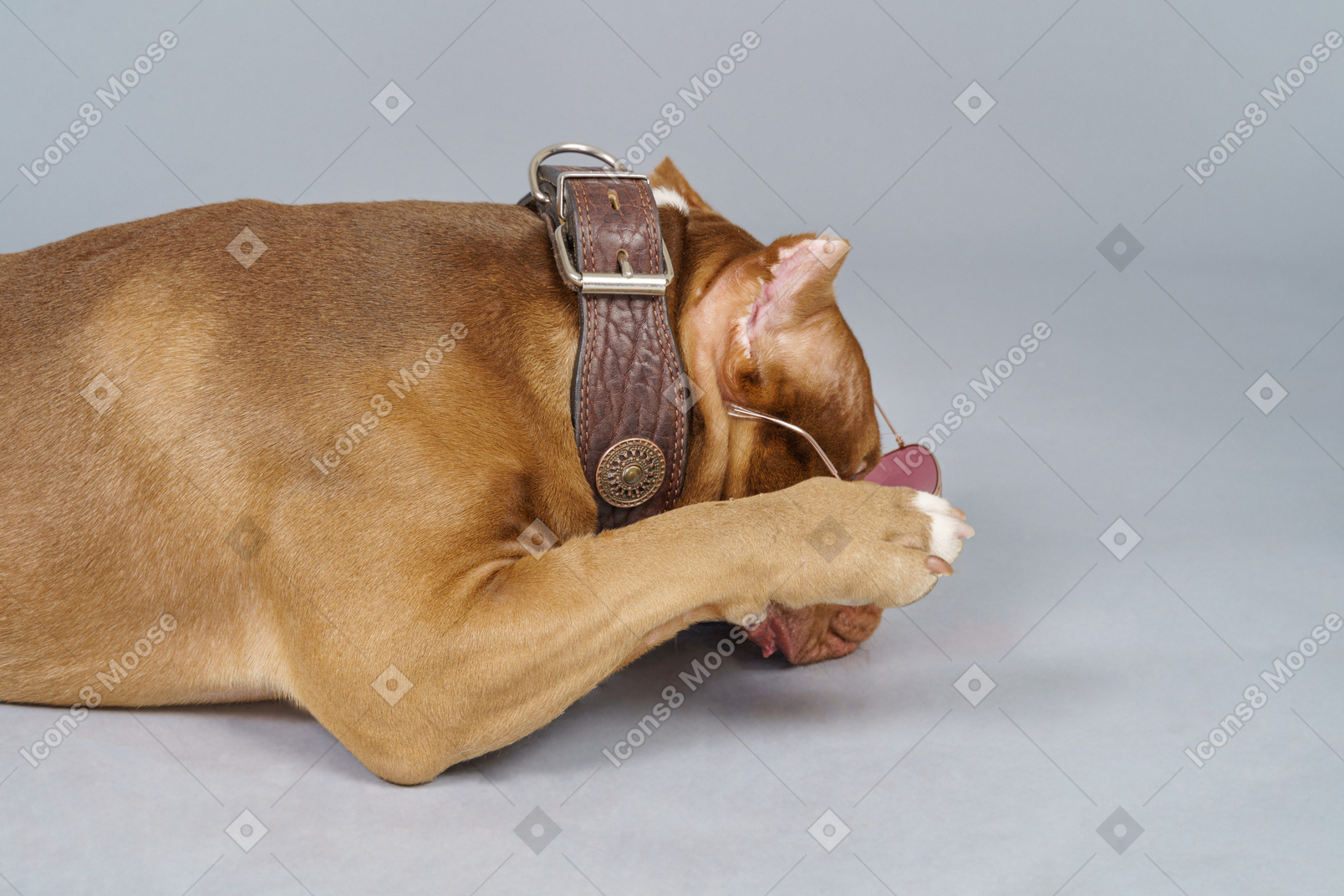 Vista laterale di un bulldog marrone che indossa collare per cani e nasconde il muso