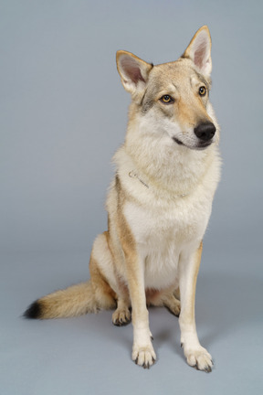 Comprimento total de um cachorro olhando para o lado