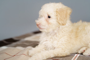 Side view of a tiny puppy lying on a checked blanket and looking aside