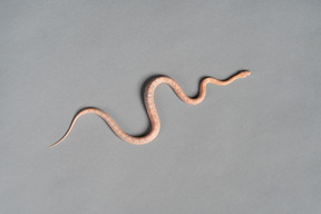 Pink snake on grey background