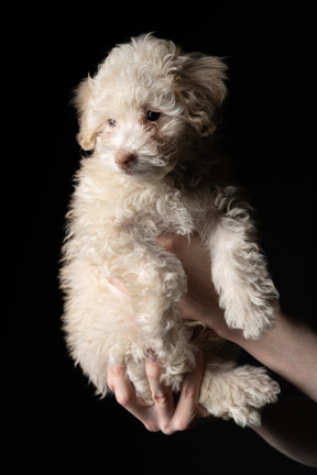 Lindo caniche blanco sobre fondo negro