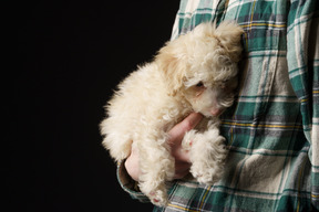 Close-up de um humano em uma camisa quadriculada segurando um pequeno poodle