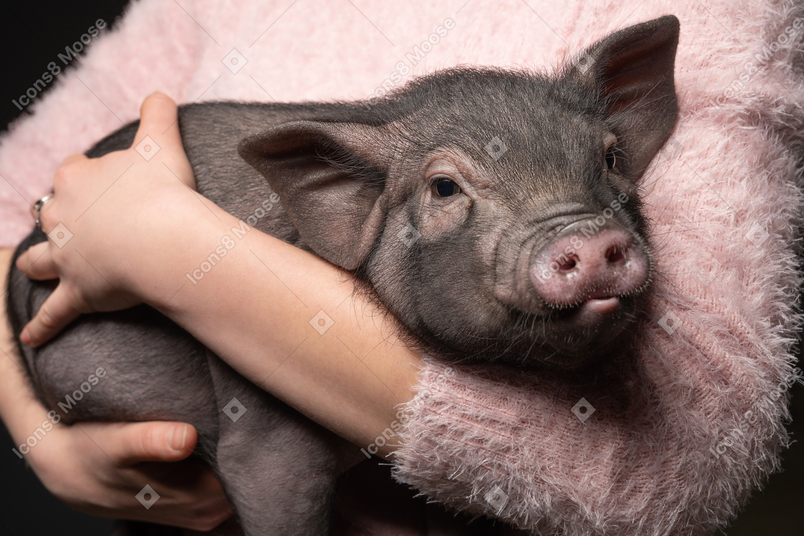 Young woman holding a miniature pig