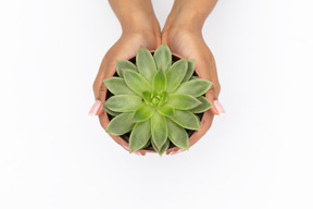 女性の手が鍋に多肉植物を保持