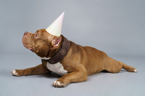 Front view of a brown bulldog in a dog collar and cap looking aside