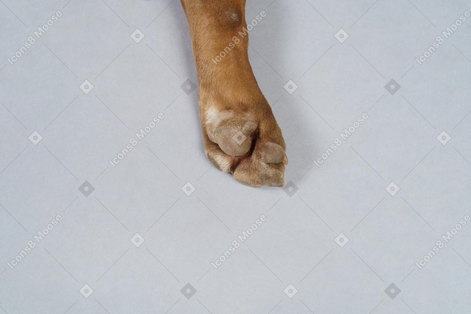 The paw of help