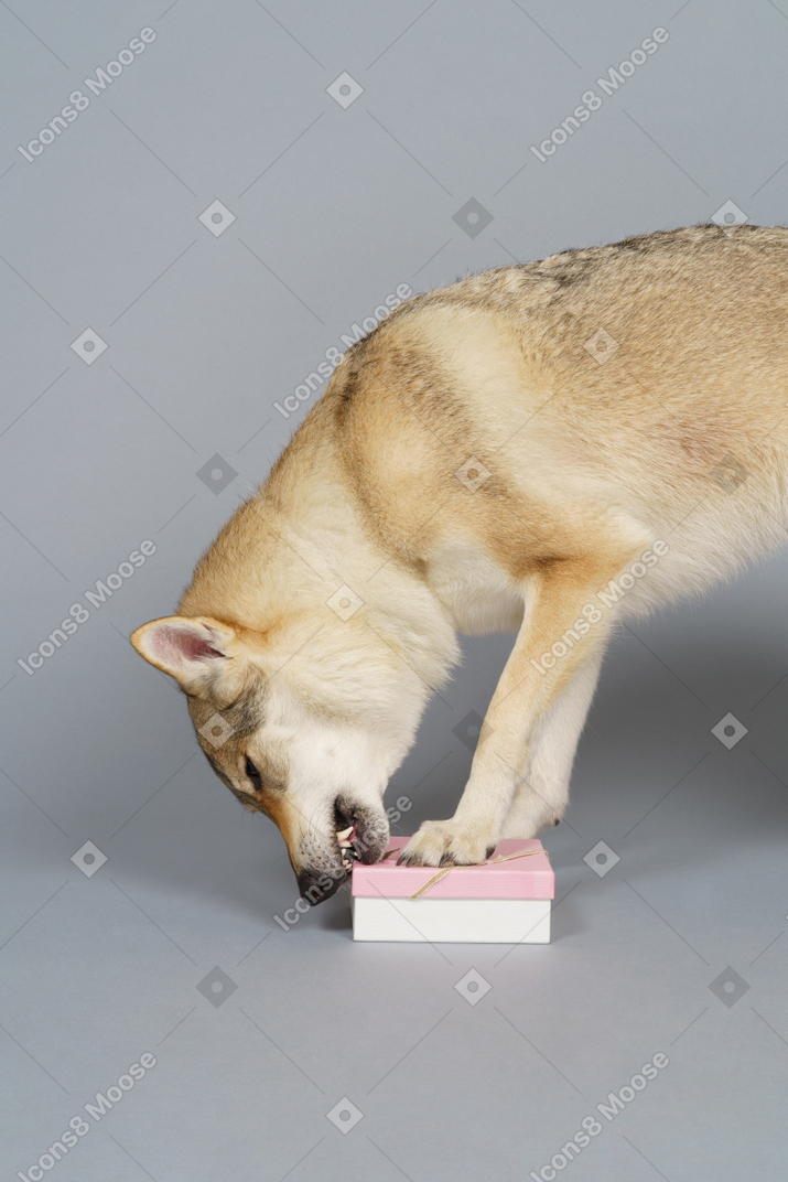 Close-up of a wolf-like dog biting a box