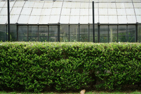 Green bushes fence makes quite a view