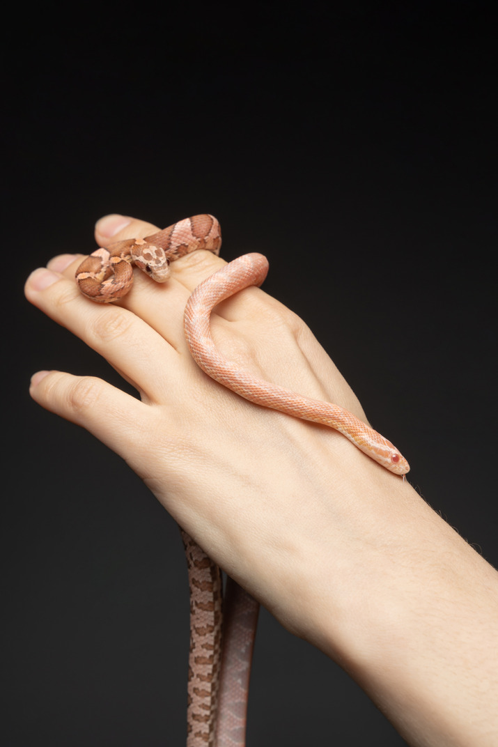 Two little corn snakes on human's hand