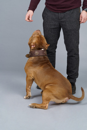 Rückansicht einer braunen bulldogge, die zu seinem männlichen meister hochschaut