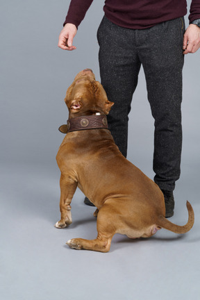 Back view of a brown bulldog looking up at his male master