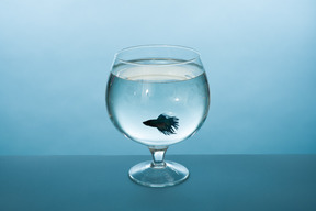 Poisson bleu dans un verre de cognac