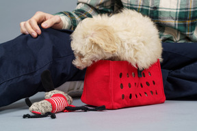 Close-up de um mestre com um pequeno poodle em um carrinho de brinquedo vermelho