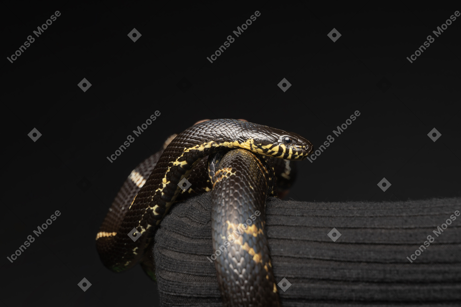 Black striped snake curving on human arm