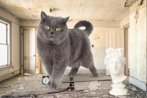 Grey cat in abandoned building