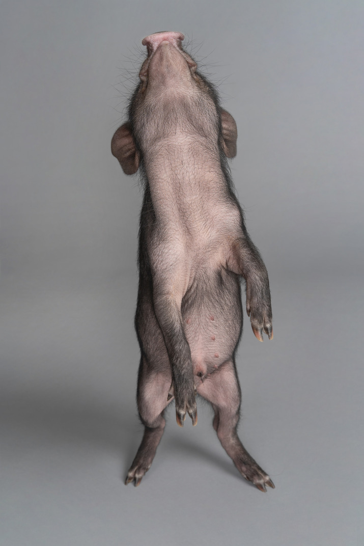 Cute little pig is stretching up
