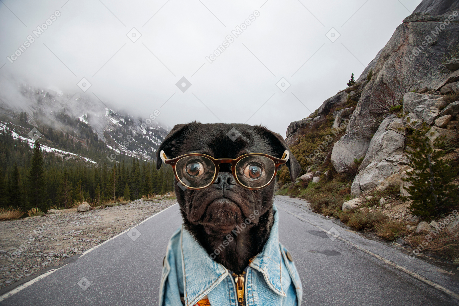A black dog wearing glasses and a denim jacket