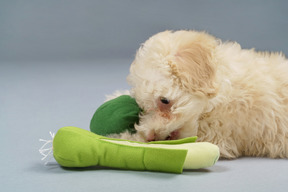 Side view of a tiny white poodle playing with toy vegetables